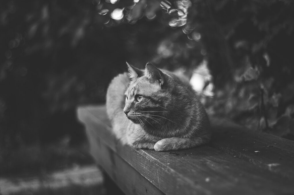 A cat looking at a mouse shaped biscuit on a plate with tender affection
