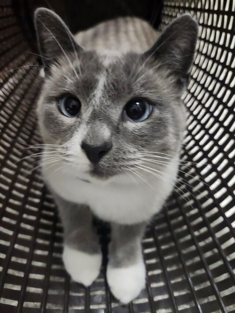 A cat covered head to tail in white flour looking surprised