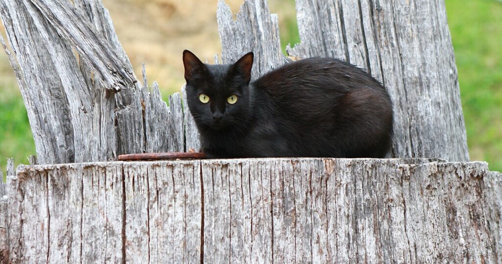 An empty bakery tray with a lone cat looking at it with disappointment