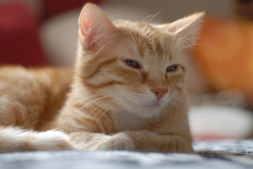 A cat at Squeak and Crumb Bakery