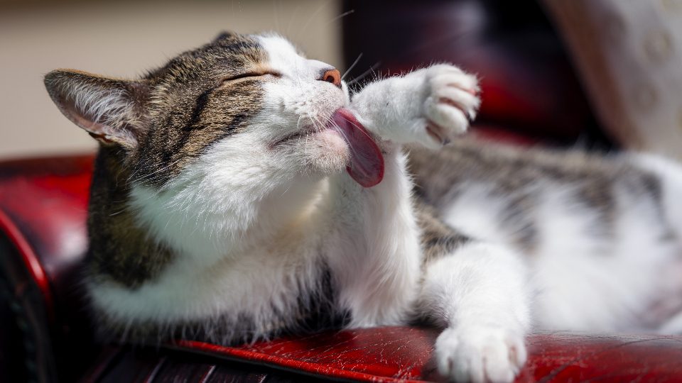 A cat at Squeak and Crumb Bakery Catnip Cupcakes